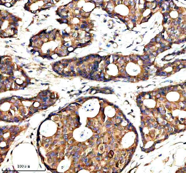 a13920 2 syap1 primary antibodies ihc testing 2