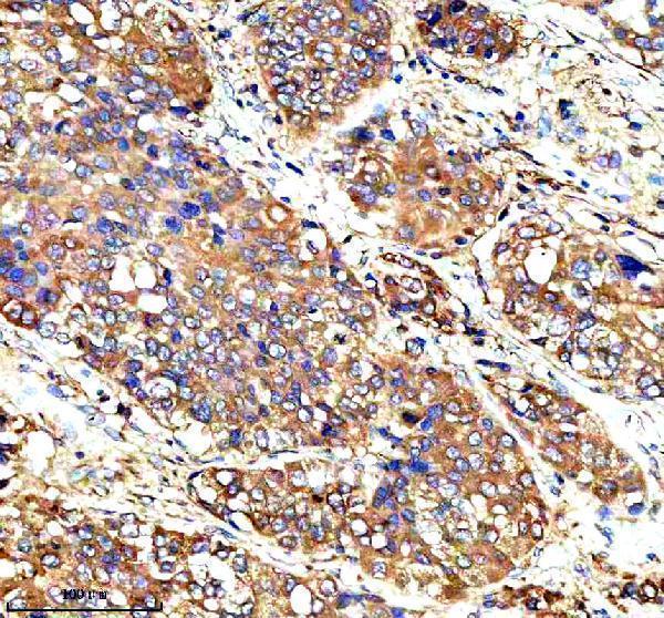 a13920 2 syap1 primary antibodies ihc testing 3