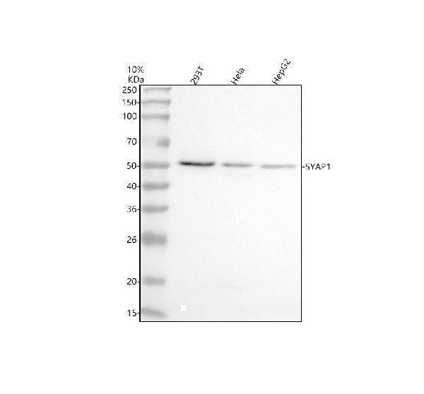 a13920 2 syap1 primary antibodies wb testing 1