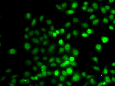 Immunofluorescence analysis of A549 cells using PRDM7 antibody 