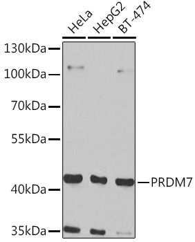 Western blot analysis of extracts of various cell lines, using PRDM7 Rabbit pAb  at 1:1000 dilution