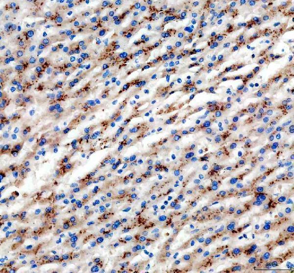 a13938 slc25a47 primary antibodies ihc testing 1