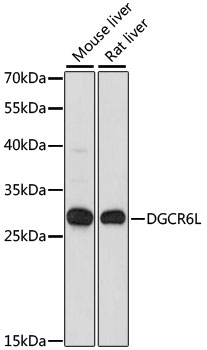 a13940 dgcr6l primary antiboties wb testing 1
