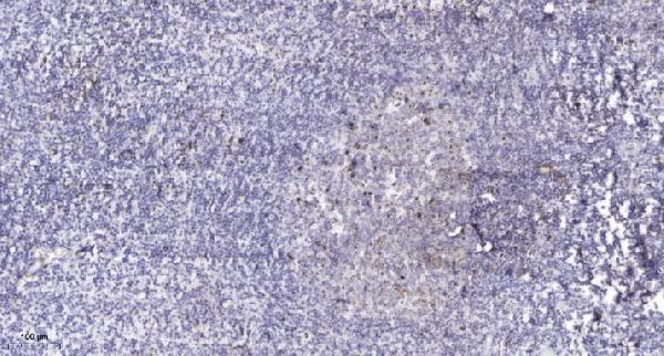 a13946 1 tbx10 primary antibodies ihc testing 1