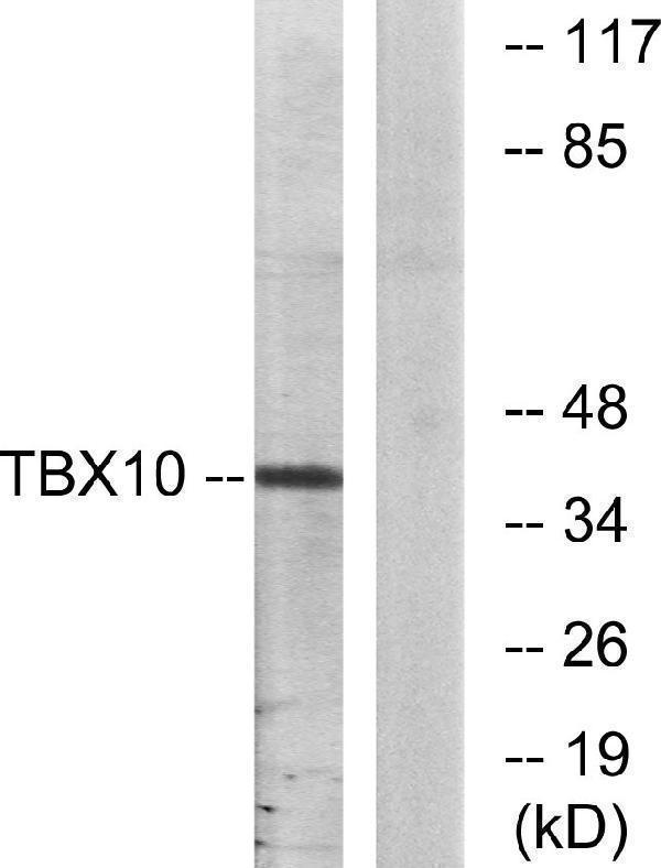 a13946 1 tbx10 primary antibodies wb testing 3