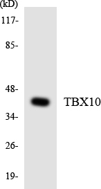 a13946 1 tbx10 primary antibodies wb testing 4