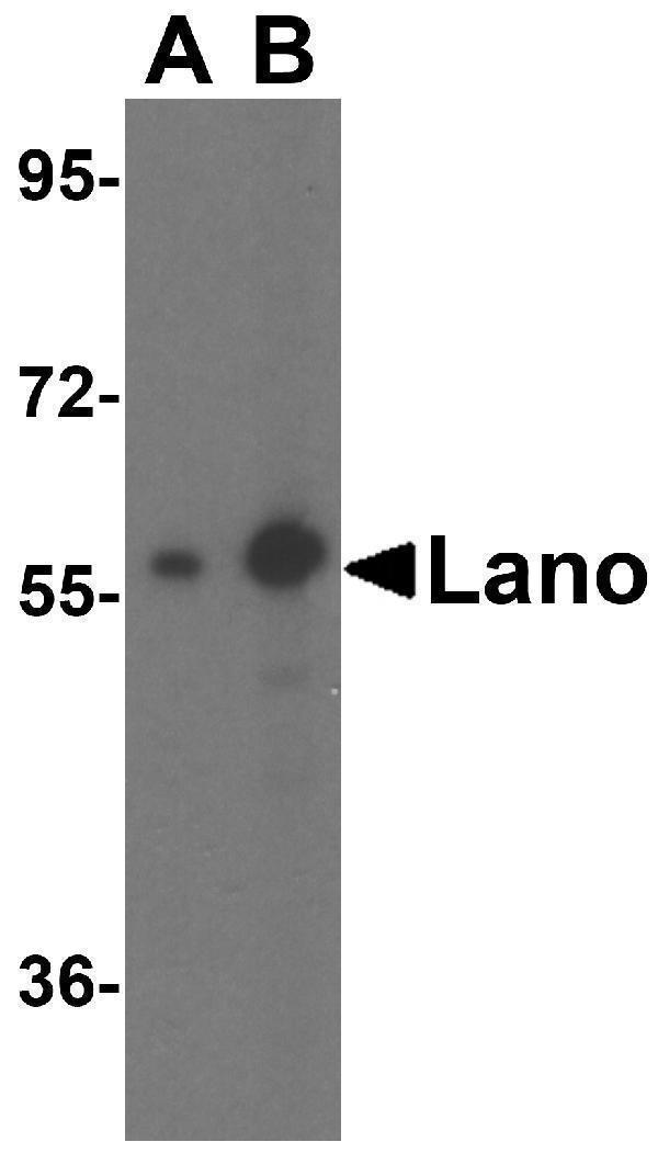 a13956 lrrc1 primary antibodies wb testing 1