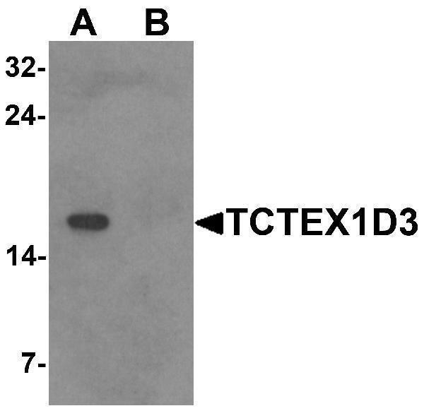 a13959 tcte3 primary antibodies wb testing 1