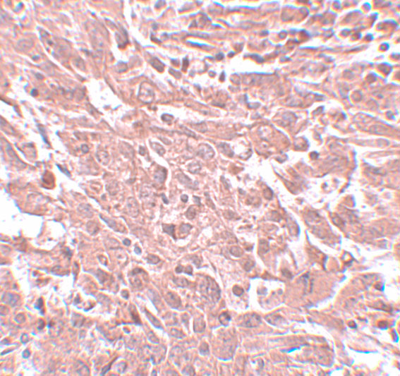 a13963 1 bcas4 primary antibodies ihc testing 2