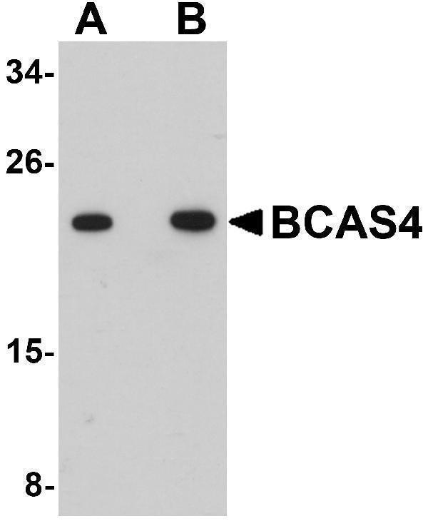 a13963 1 bcas4 primary antibodies wb testing 1