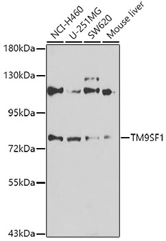 a13964 tm9sf1 primary antiboties wb testing 1