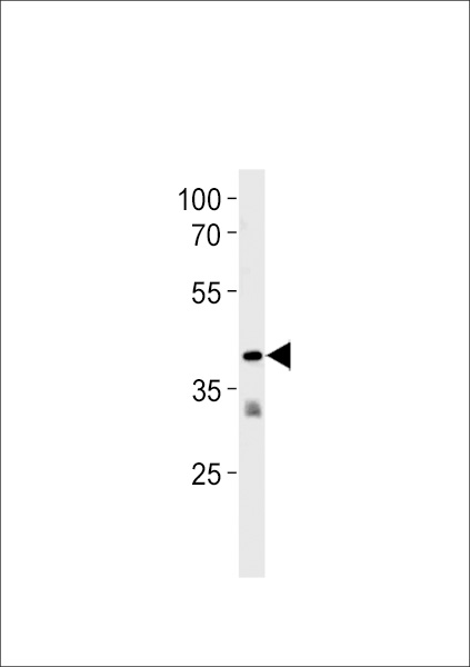 TAAR2 Antibody (N-term) western blot analysis in Jurkat cell line lysates (35ug/lane).This demonstrates the TAAR2 antibody detected the TAAR2 protein (arrow).