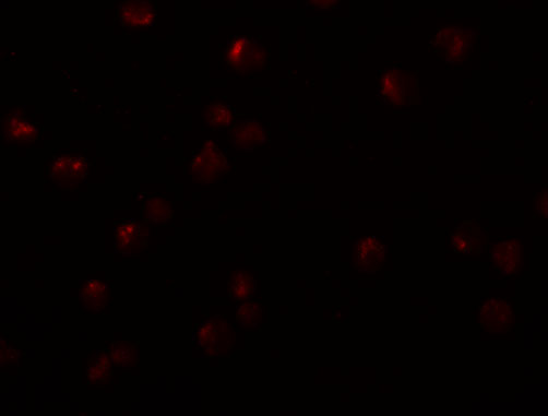 Immunofluorescence of OCIAD2 in A549 cells with OCIAD2 antibody at 20 μg/mL