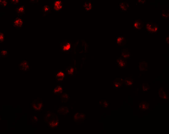 Immunofluorescence of OCIAD2 in A549 cells with OCIAD2 antibody at 5 μg/mL