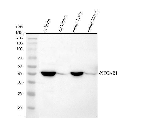 a13973 1 necab1 primary antibodies wb testing 1_1