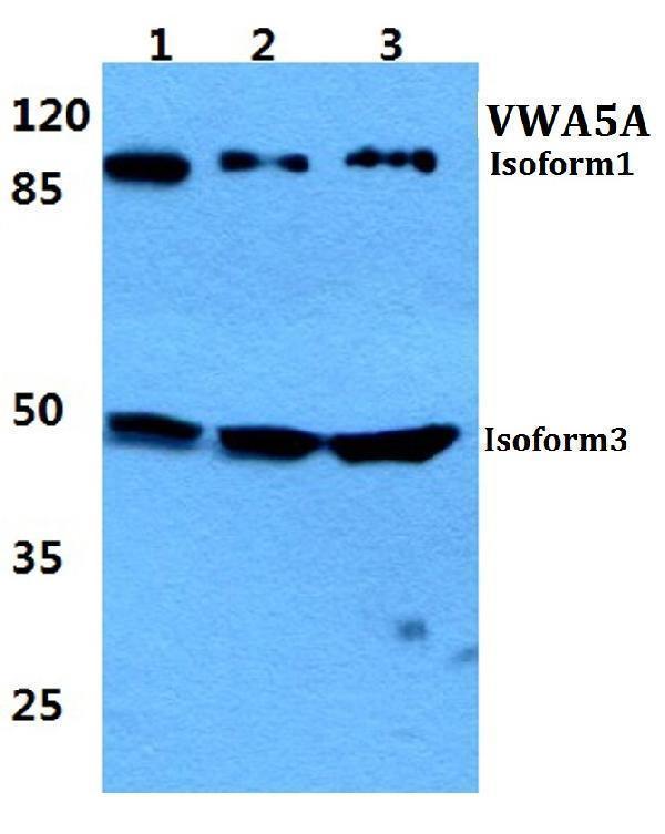 a13975 1 vwa5a primary antiboties wb testing 1