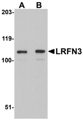a13983 lrfn3 primary antibodies wb testing 1