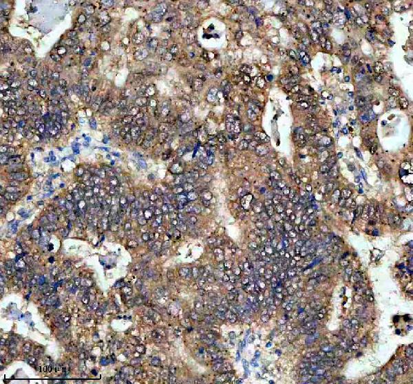 a13986 nkg7 primary antibodies ihc testing 1