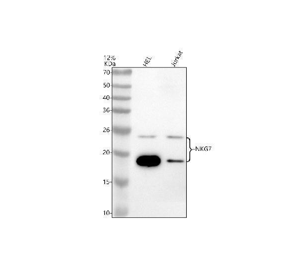 a13986 nkg7 primary antibodies wb testing 1