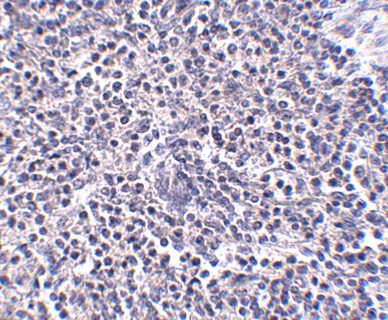 a13987 arl15 primary antibodies ihc testing 2