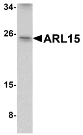 a13987 arl15 primary antibodies wb testing 1