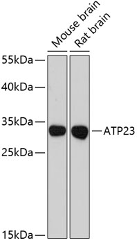 a13990 atp23 primary antiboties wb testing 1