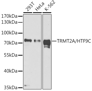 Western blot analysis of extracts of various cell lines, using TRMT2A/HTF9C antibody  at 1:1000 dilution
