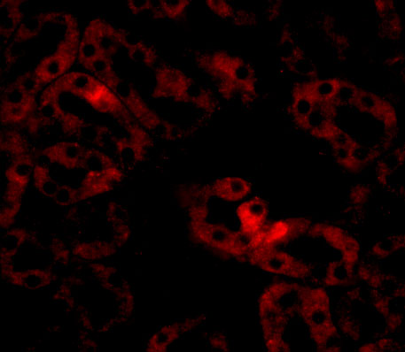 Immunofluorescence of LIAR in Mouse Kidney cells with LIAR antibody at 20 μg/mL