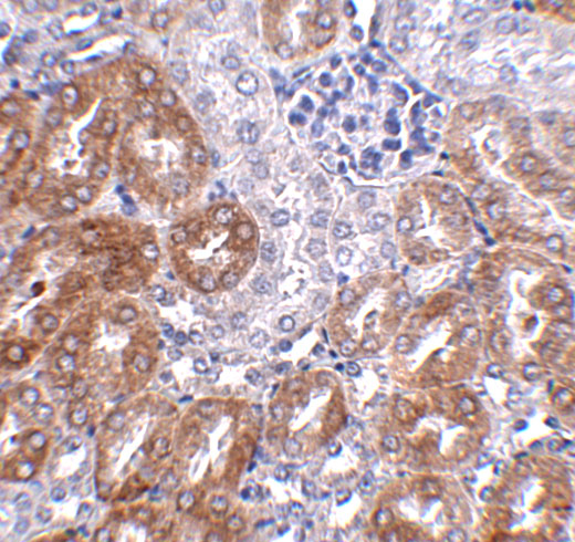 Immunohistochemistry of LIAR in mouse kidney tissue with LIAR antibody at 2