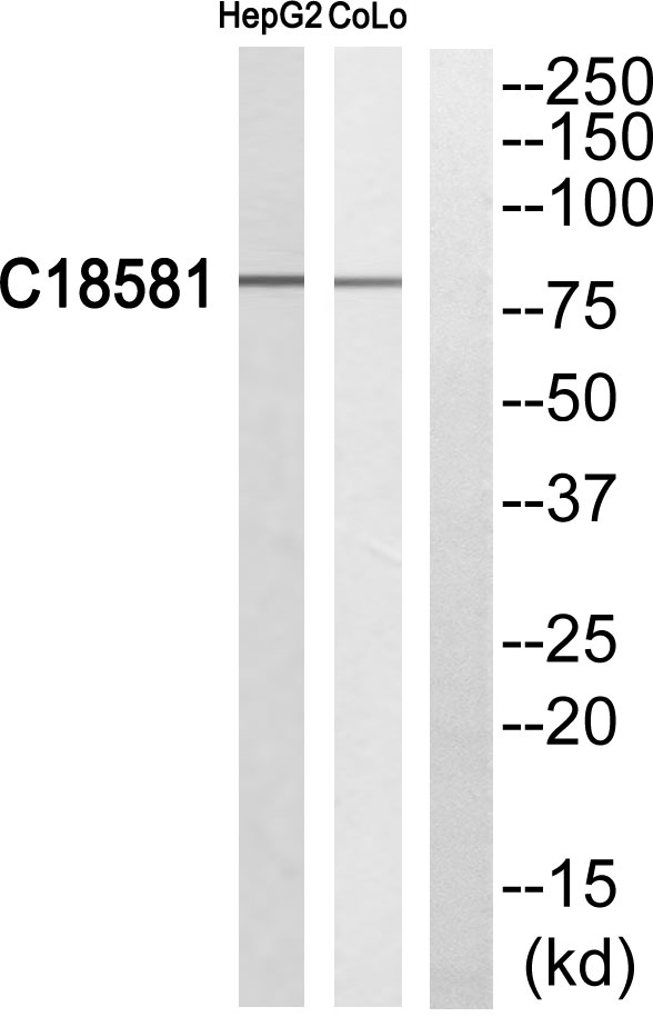 a14002 1 nek5 primary antibodies wb testing 1