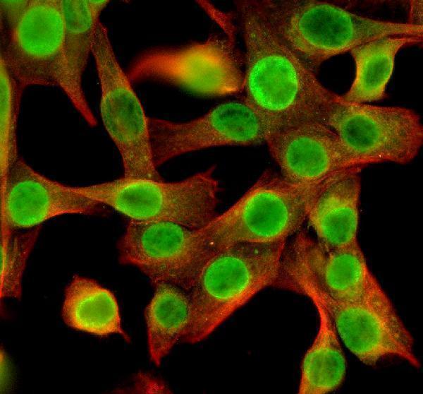 a14002 3 nek5 primary antibodies if testing 1