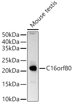 Western blot analysis of extracts of Mouse testis, using C16orf80 antibody  at  1:1520 dilution