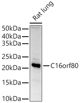 Western blot analysis of extracts of Rat lung, using C16orf80 antibody  at  1:1520 dilution