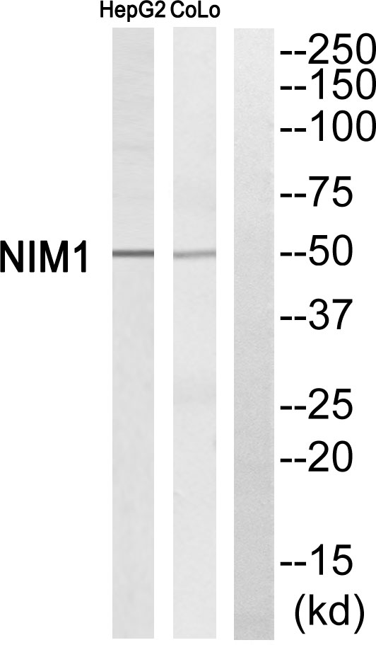 Western blot analysis of NIM1 Antibody
