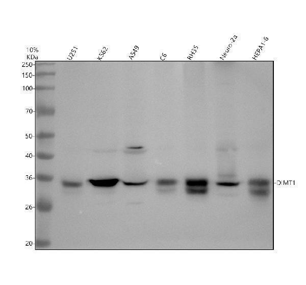 Western blot analysis of DIMT1 using anti-DIMT1 antibody (A14030-1)