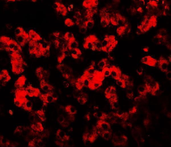 a14036 tmem135 primary antibodies if testing 3