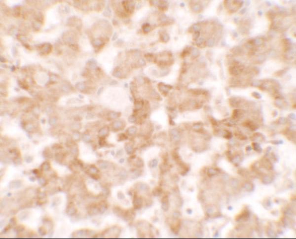 a14036 tmem135 primary antibodies ihc testing 2