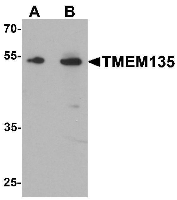 a14036 tmem135 primary antibodies wb testing 1