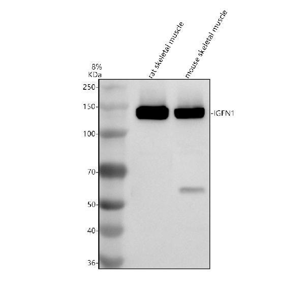 a14038 2 igfn1 primary antibodies wb testing 1