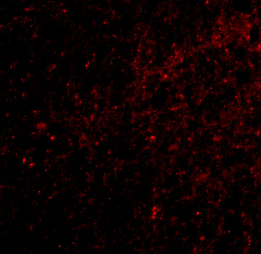 a14041 dlgap3 primary antibodies if testing 3