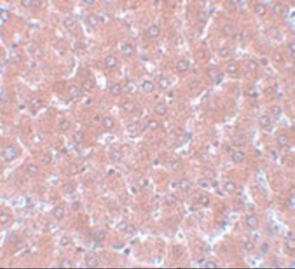 a14044 wdr74 primary antibodies ihc testing 2