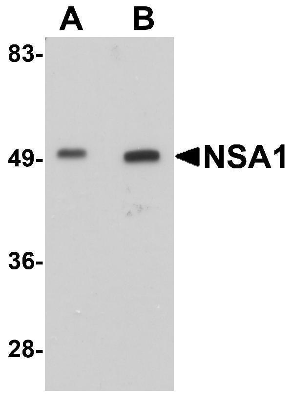a14044 wdr74 primary antibodies wb testing 1