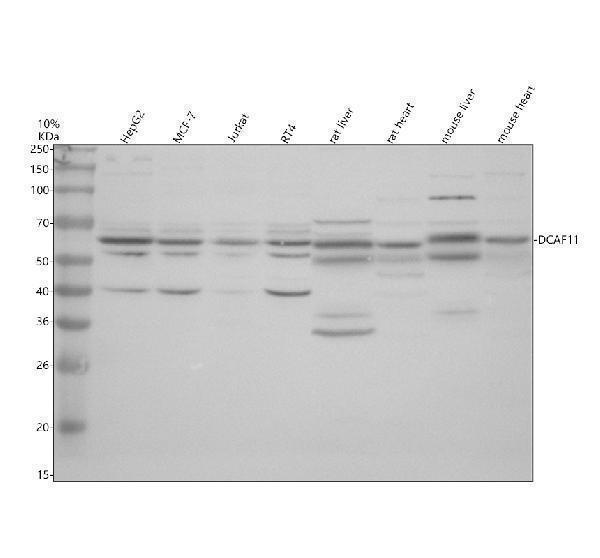 Western blot analysis of DCAF11 using anti-DCAF11 antibody (A14045-1)