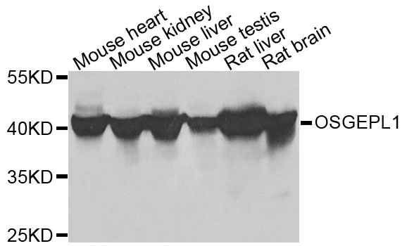 Western blot analysis of extracts of various cells, using OSGEPL1 antibody