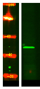 a14055 krt32 primary antibodies wb testing 1