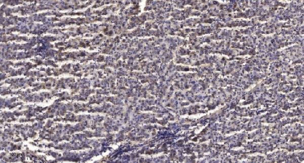 a14072 1 mrps9 primary antibodies ihc testing 1