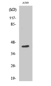 a14072 1 mrps9 primary antibodies wb testing 2
