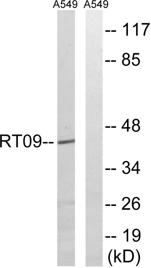 a14072 1 mrps9 primary antibodies wb testing 3