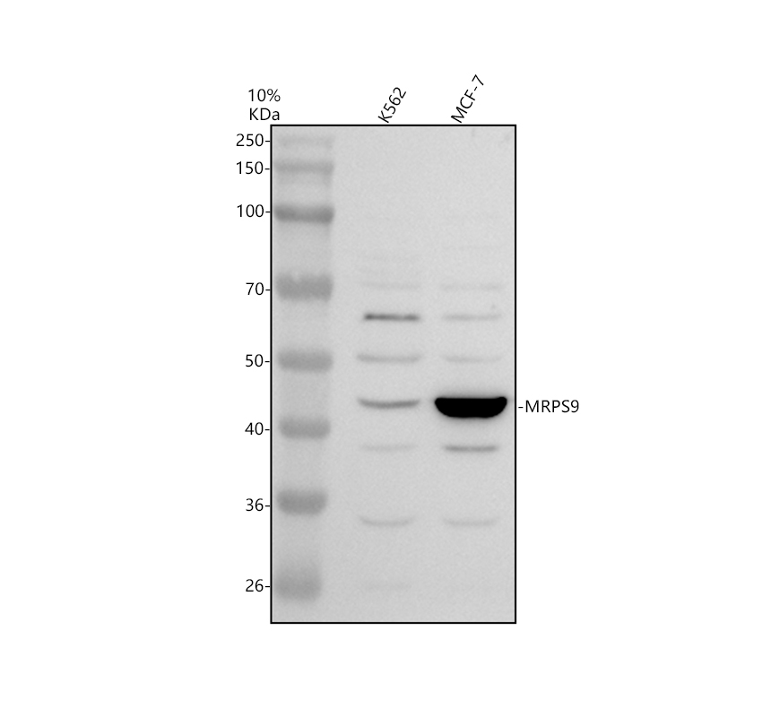 a14072 2 mrps9 primary antibodies wb testing 1