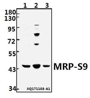 a14072s9 mrps9 primary antiboties wb testing 1